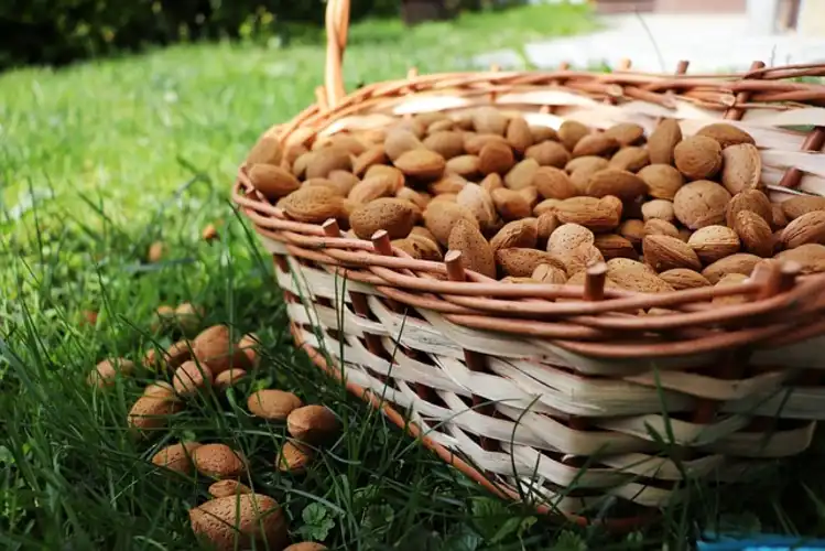 Amande-Bio-France-panier.jpg