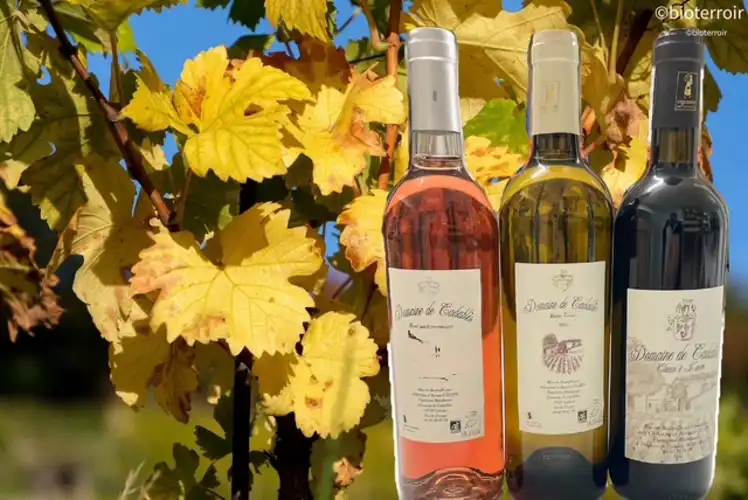 coffret-Cadables-vignes.JPEG