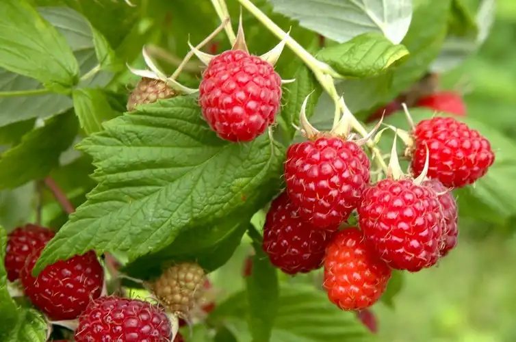 framboise.jpg